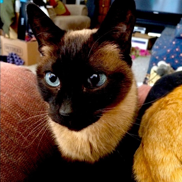 Meet your Posher, Jon and Koda my Alaskan Malamute - Picture 2 of 2